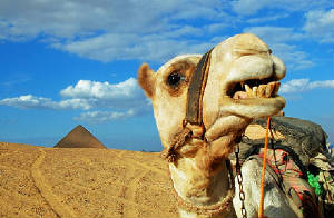 camel-teeth-083007.jpg